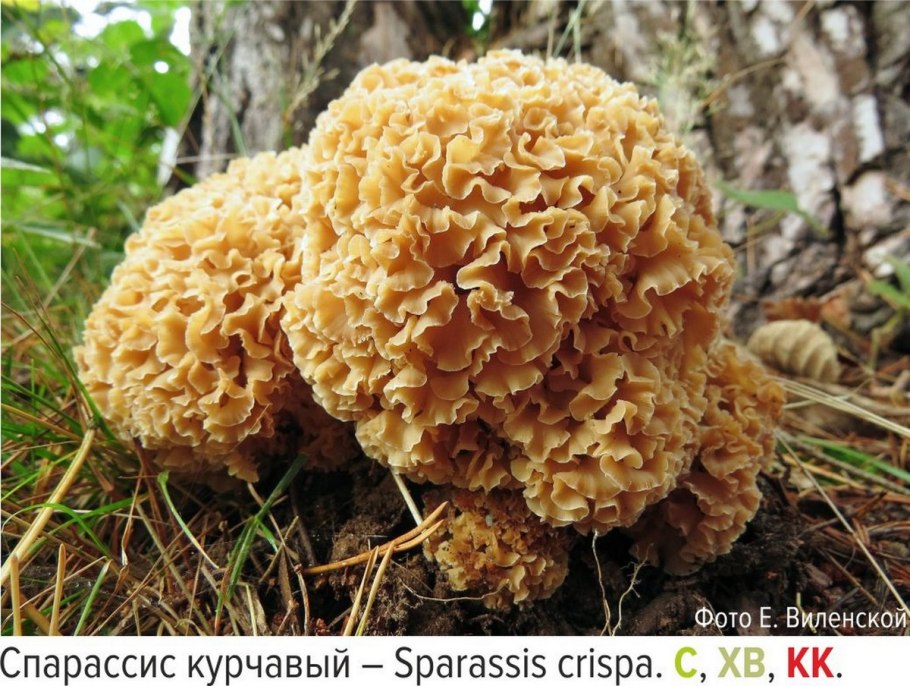 Гриб заячья капуста