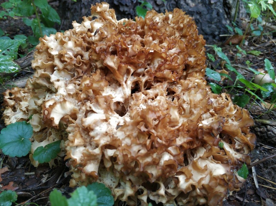 Спарассис курчавый, грибная капуста Sparassis crispa