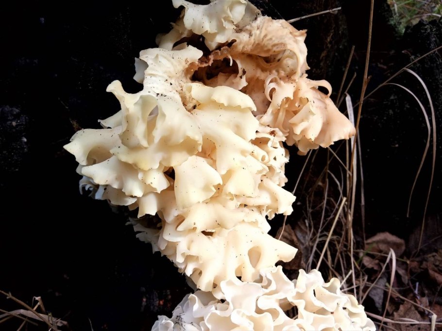 Спарассис курчавый (Sparassis crispa)