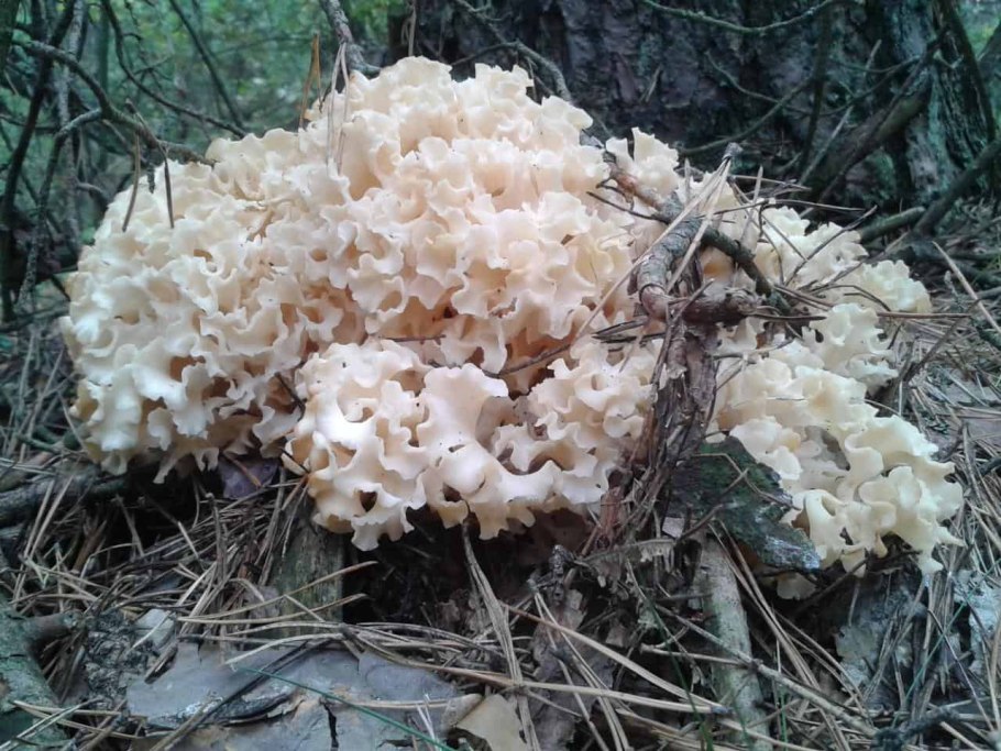 Sparassis Laminosa