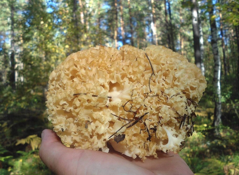 Спарассис Криспа