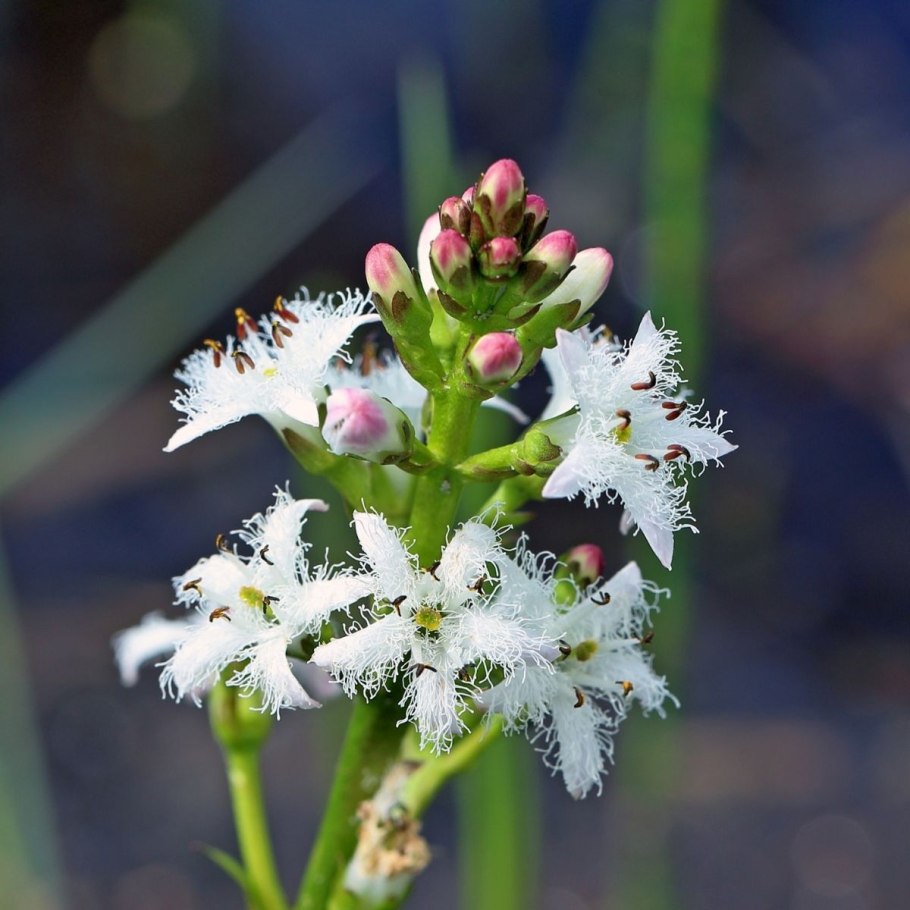 Menyanthes trifoliata гербарий