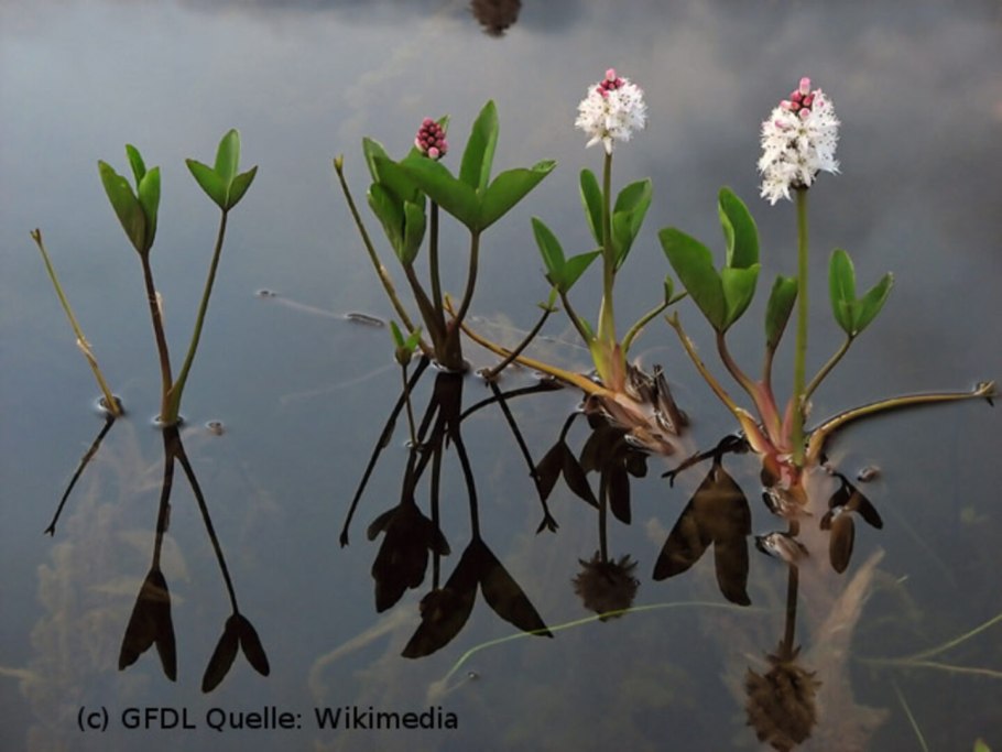 Menyanthes trifoliáta