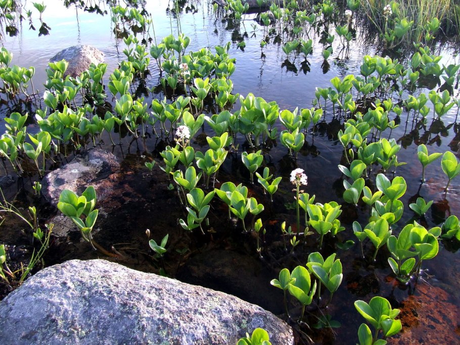 Вахта трёхлистная Menyanthus tripholiata