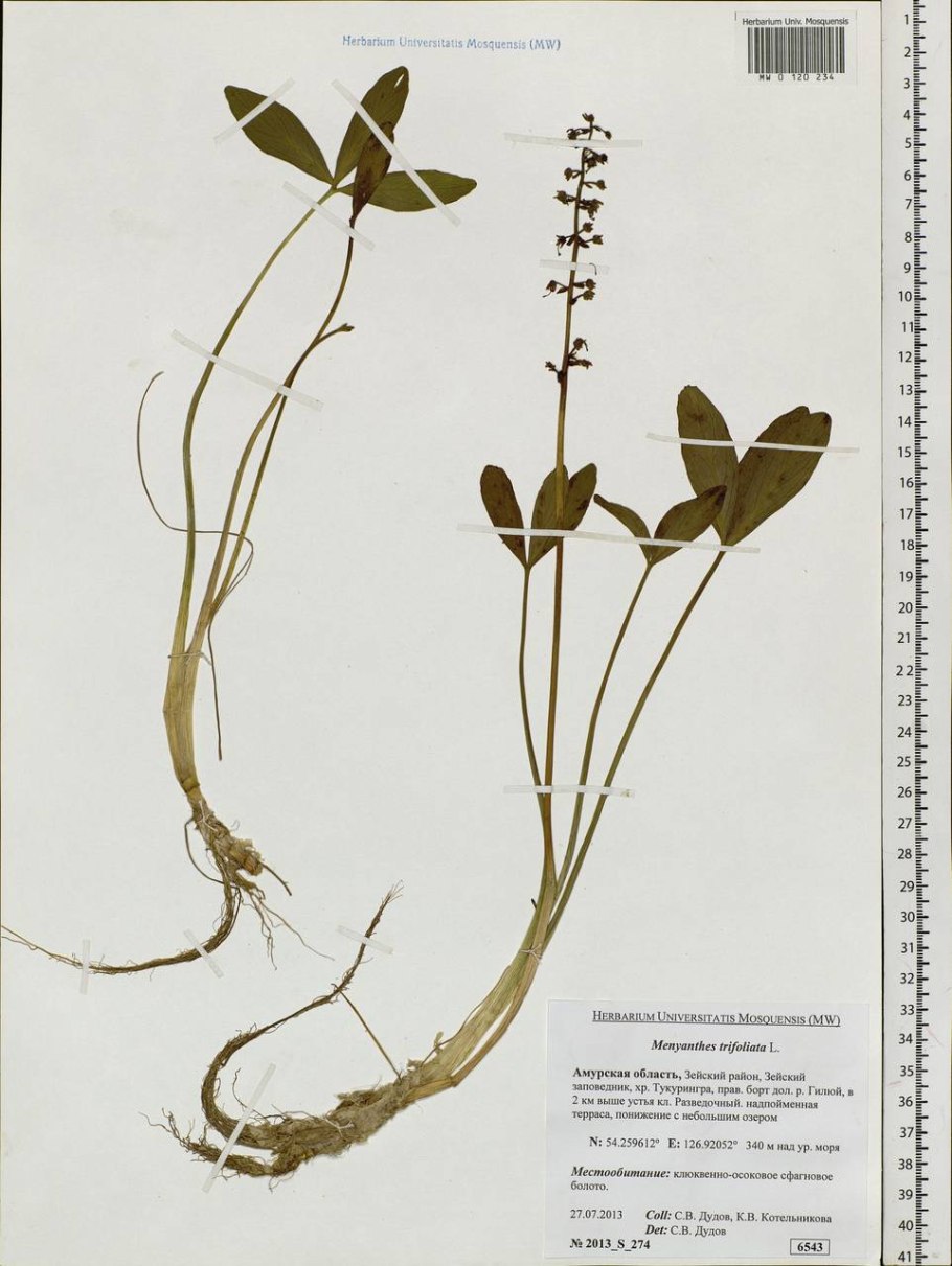Вахта Menyanthes trifoliata