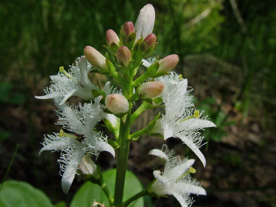 Menyanthes trifoliáta