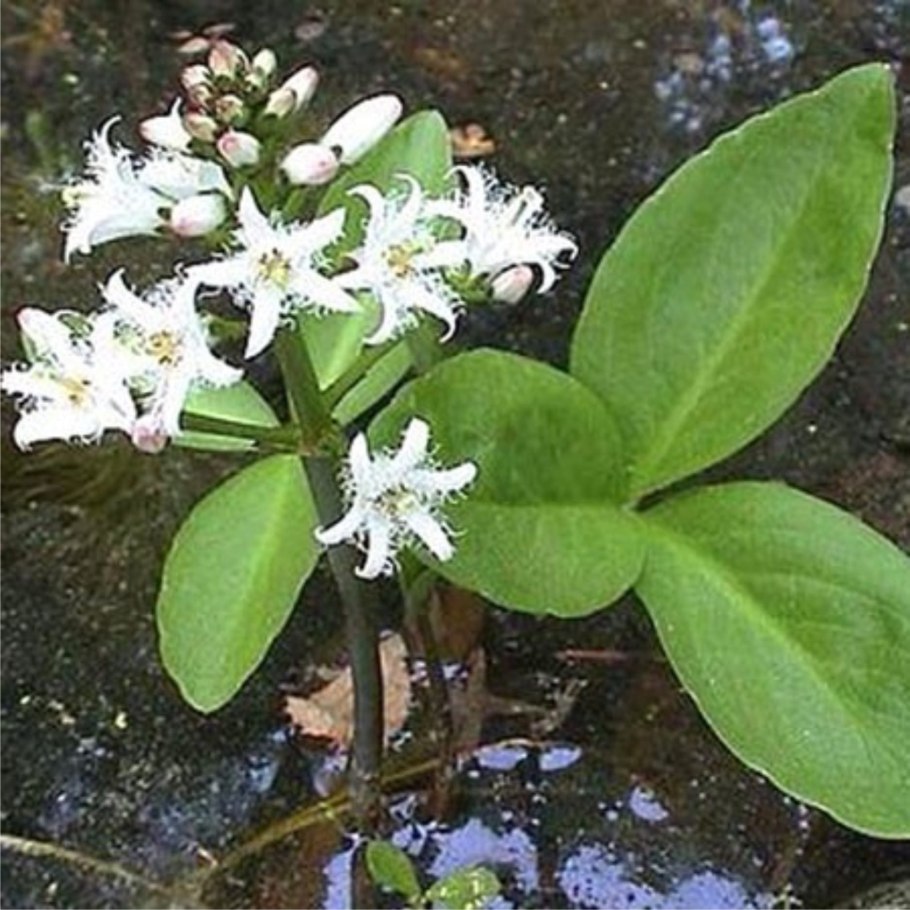 Вахта трехлистная (Menyanthes trifoliata) картины