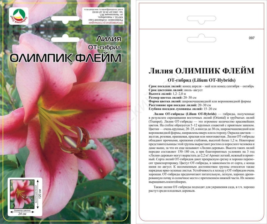 Лилия от-гибрид Истерн Мун