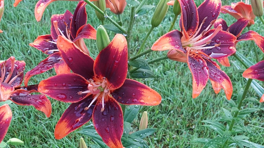 Лилия Олимпик торч / Олимпик Флейм