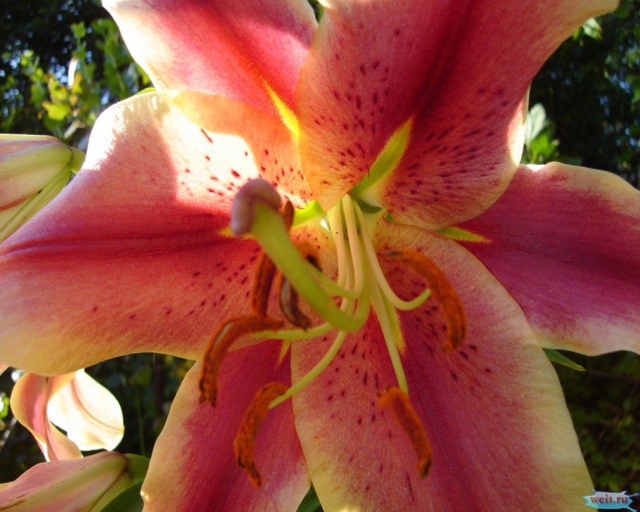 Лилия от-гибрид Олимпик торч