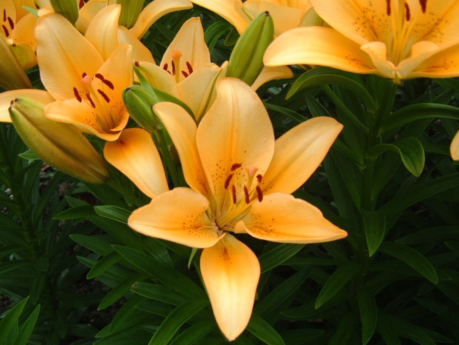 Лилия Олимпик тач