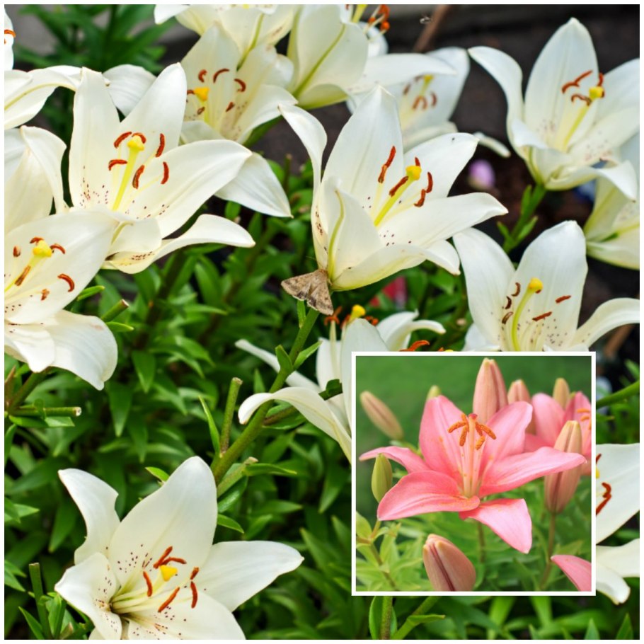 Лилия хотспот