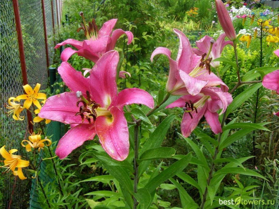 Лилия Олимпик Флейм описание