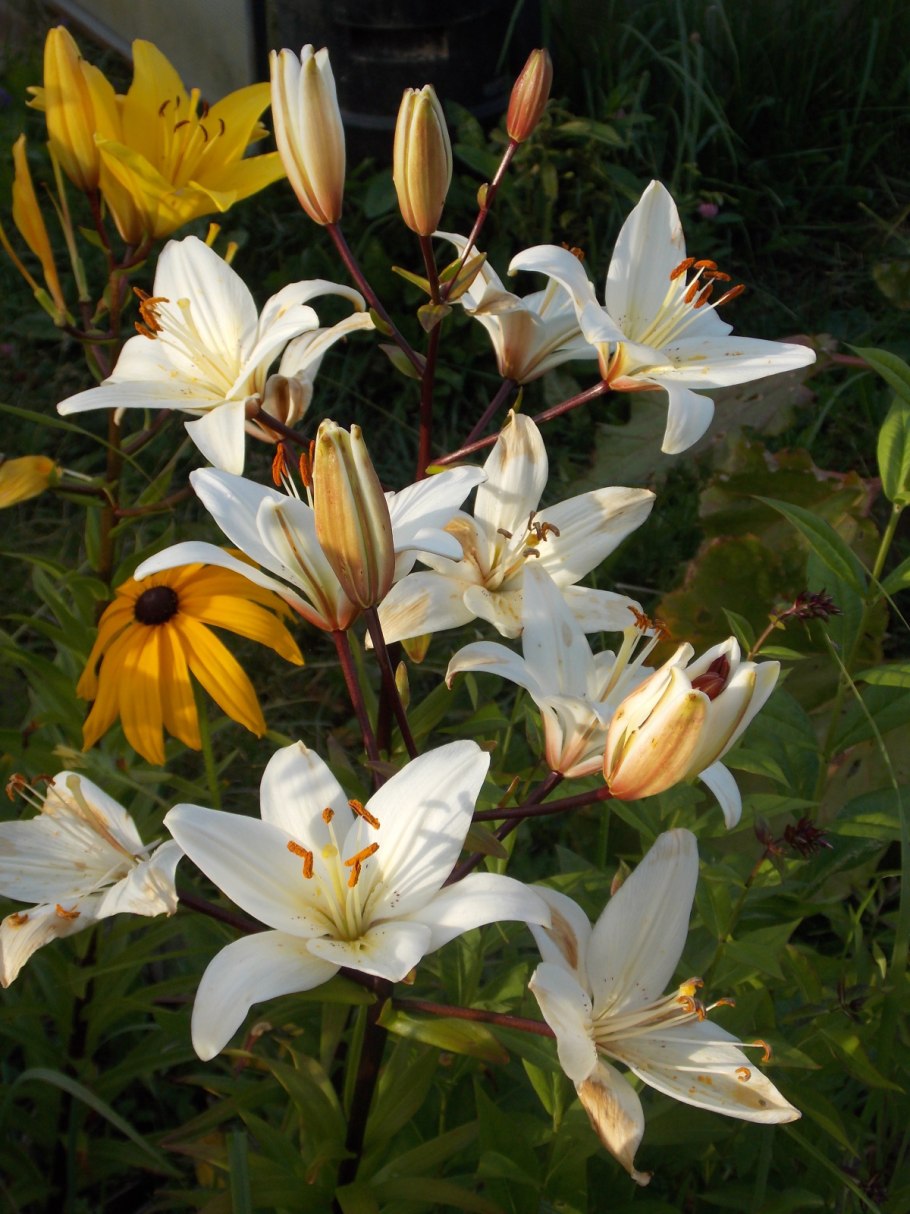 Лилия Олимпик тач