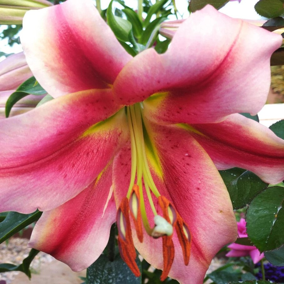 Лилия Olympic Torch