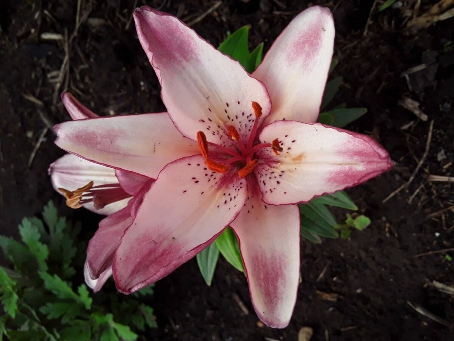 Лилия Олимпик Флейм описание