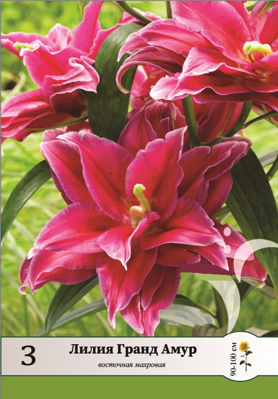 Лилия Садовая древовидная