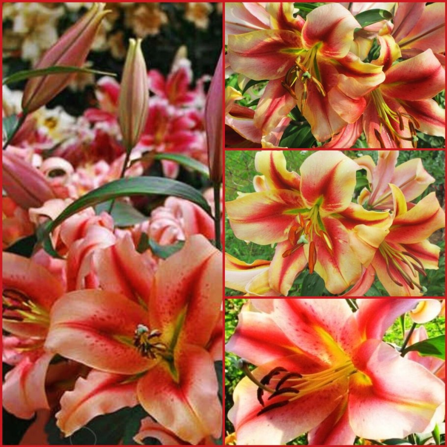 Лилия Гран Туризмо