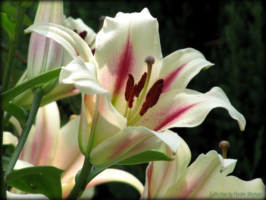 Лилия от-гибрид Монтего Бэй