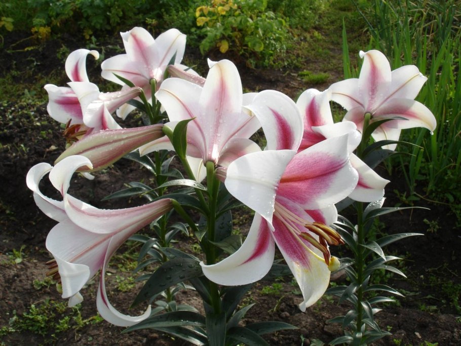 Древовидная Лилия шаровидная