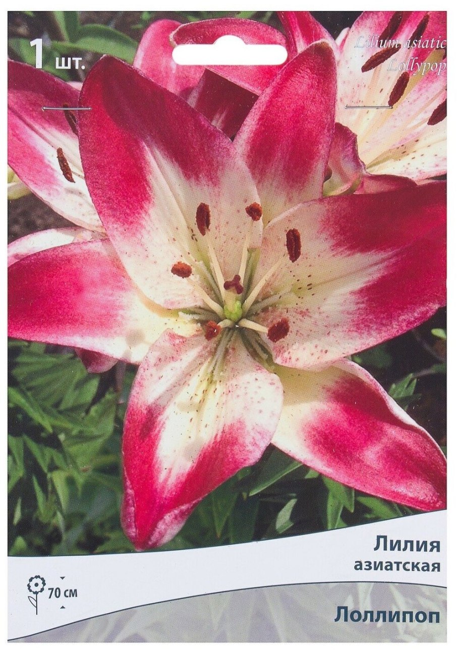 Лилия Олимпик тач