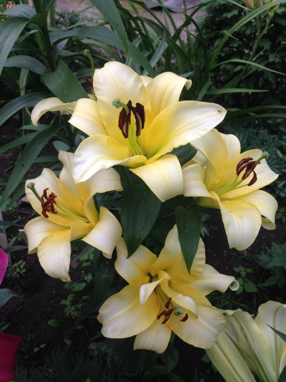 Лилии от-гибриды Олимпик Флейм ,Конкадор,пурпул принц описание сортов