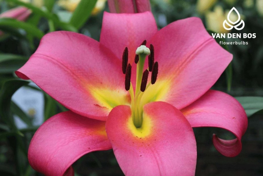 Лилия от-гибрид Олимпик Флейм