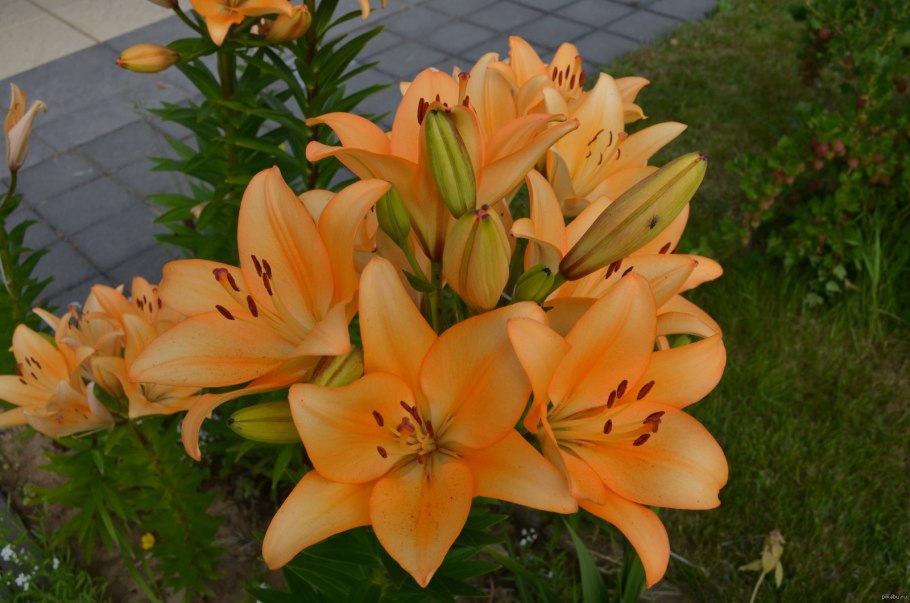 Лилия ла гибрид Литоуэн