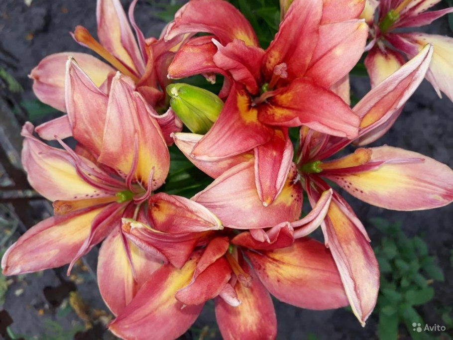 Лилия Олимпик торч