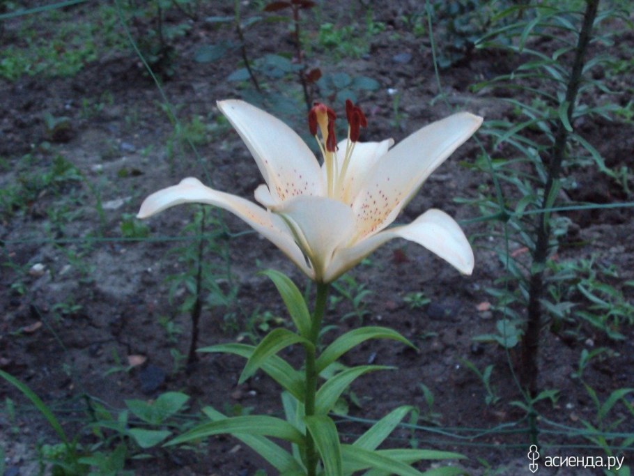 Лилия Анаис Анаис