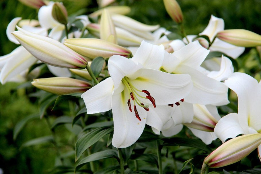 Лилии Олимпик торч