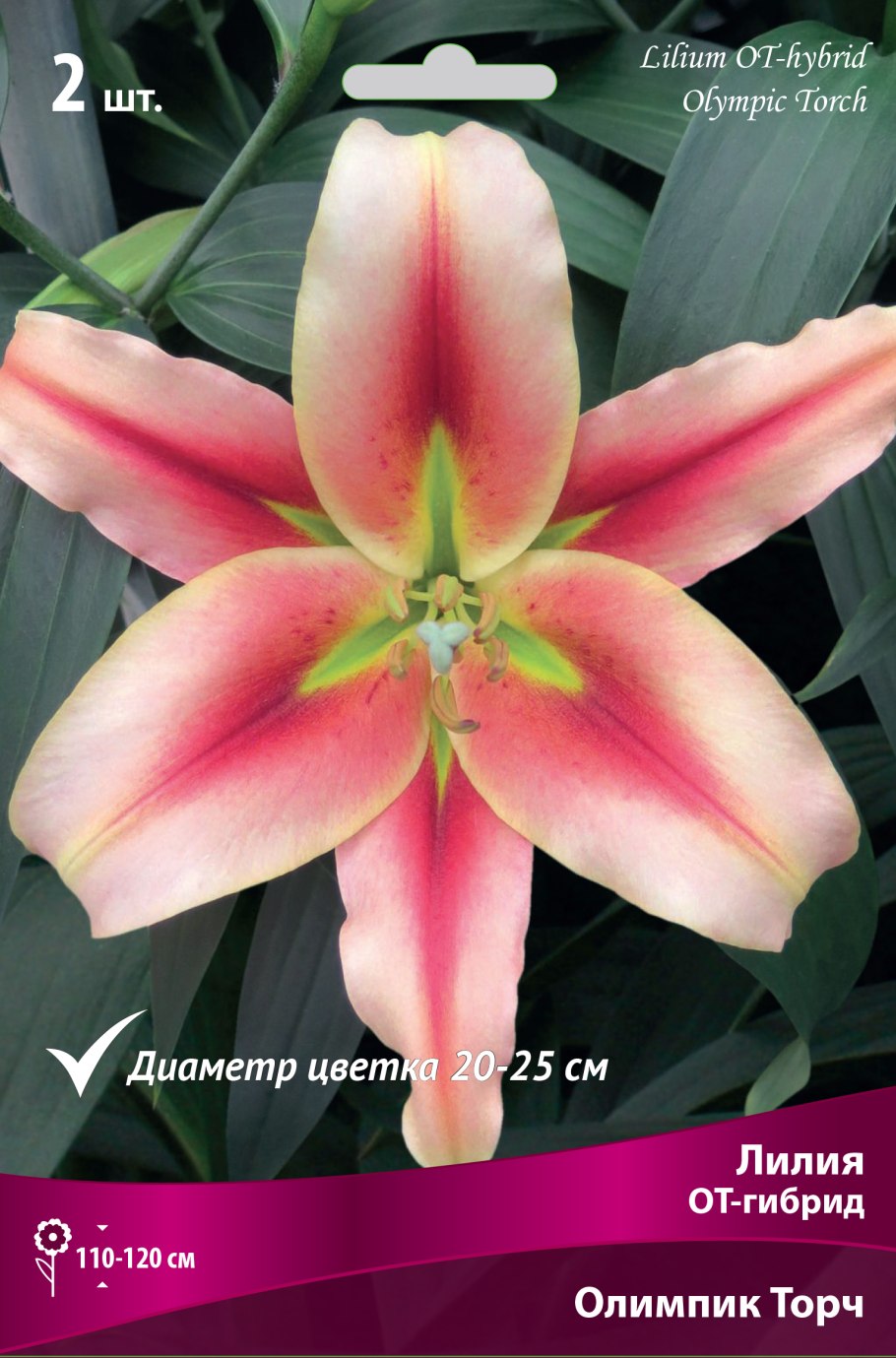 Лилия Tom pouce Восточный гибрид