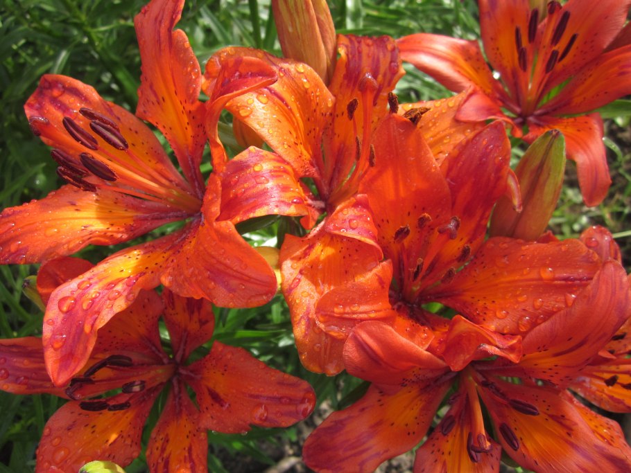 Лилии с красными прожилками