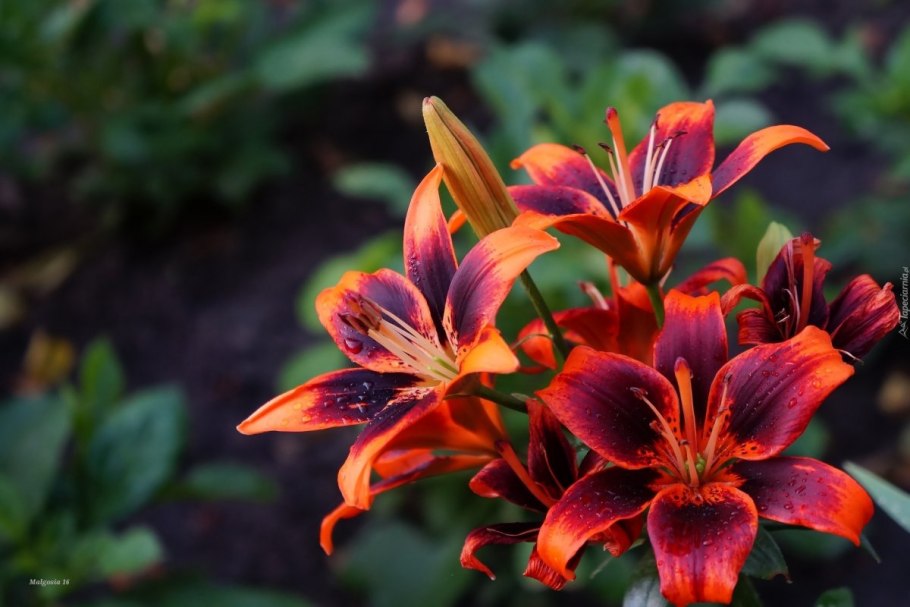 Lilium Kentucky Лилия Кентукки