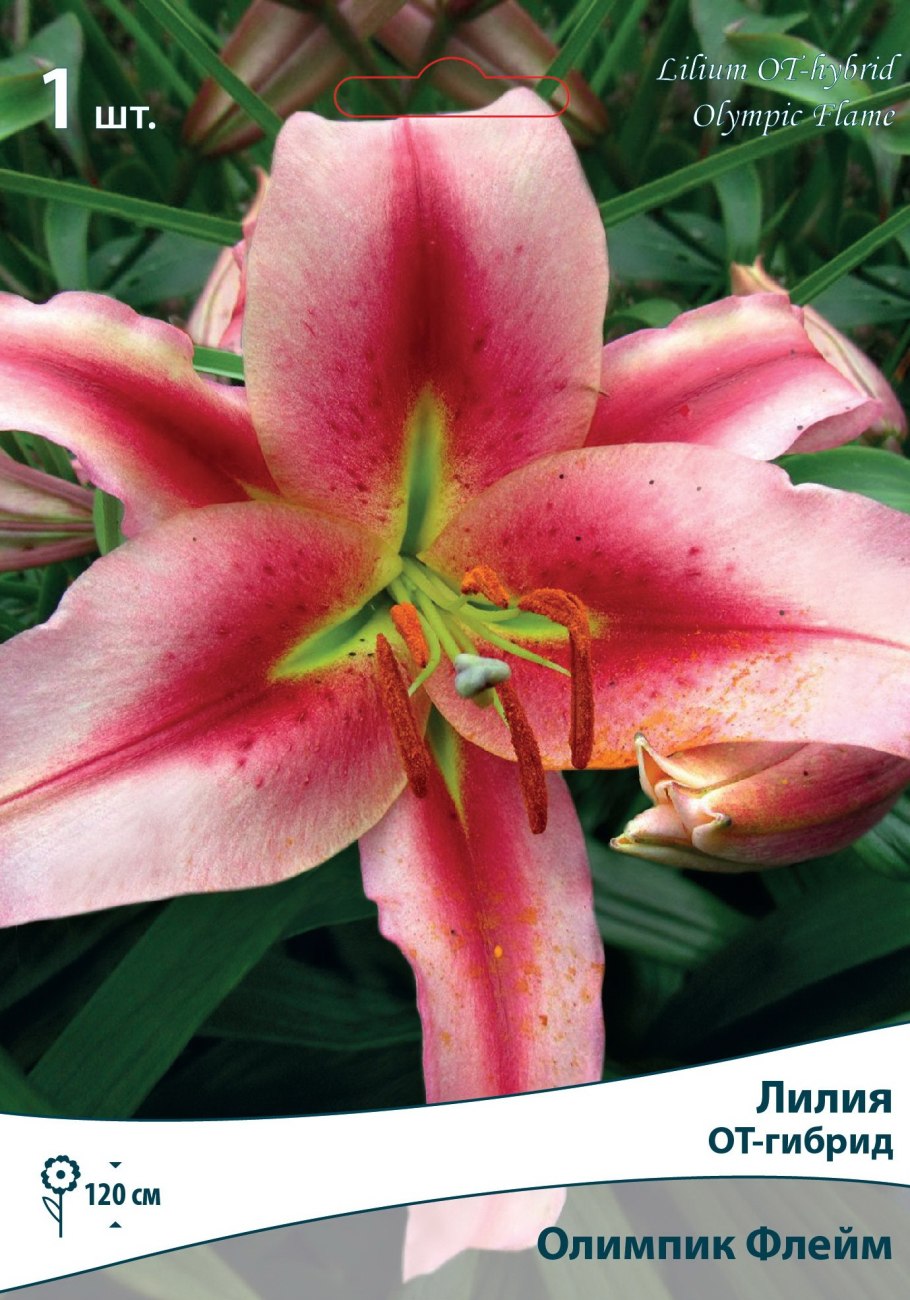 Лилии ОА гибриды Авалон Сансет