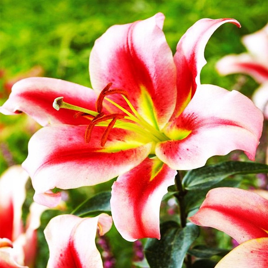 Лилия Маджестик Джой