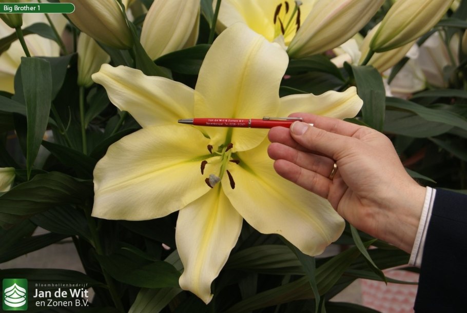 Серая Лилия в природе