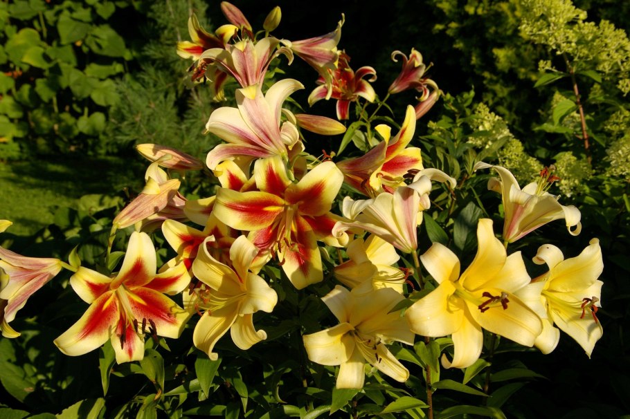 Лилия Olympic Torch Олимпик торч