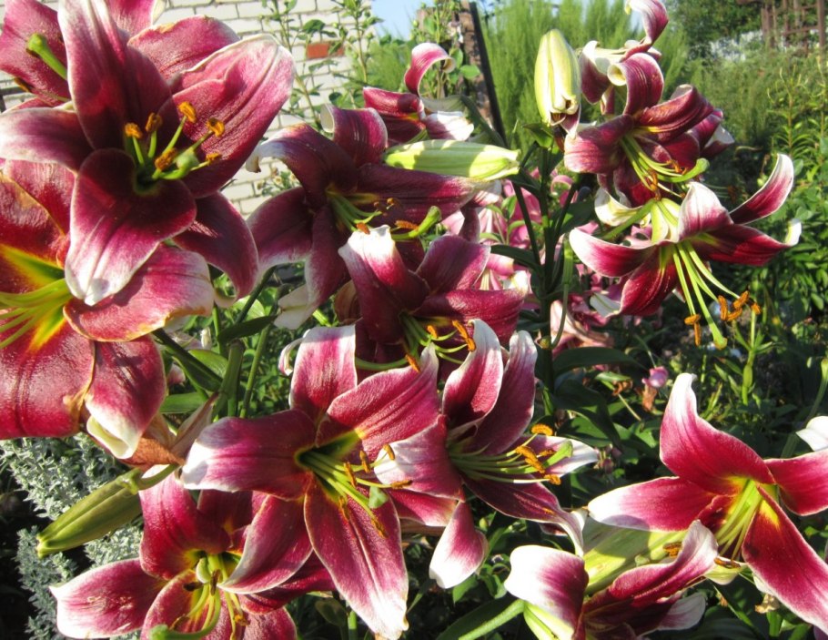 Лилия от-гибрид джудит саффинья