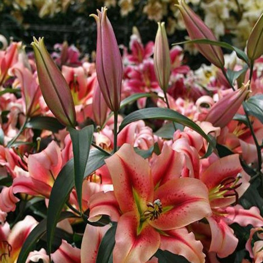 Лилия Глобал Арена