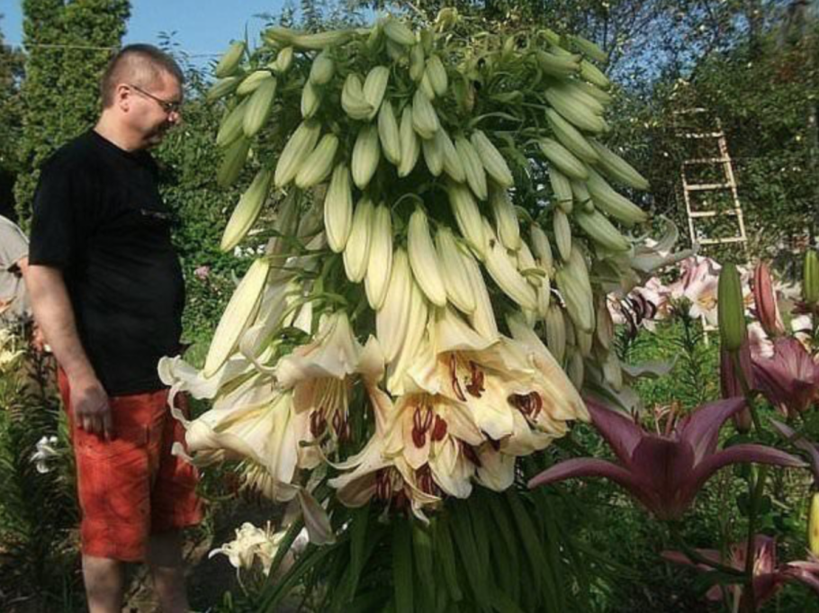 Хоста джурасик парк