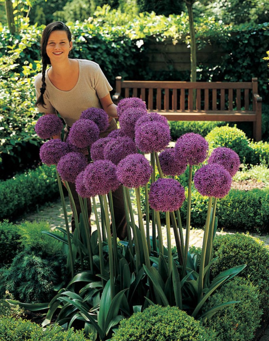 Алоказия Слоновье ухо