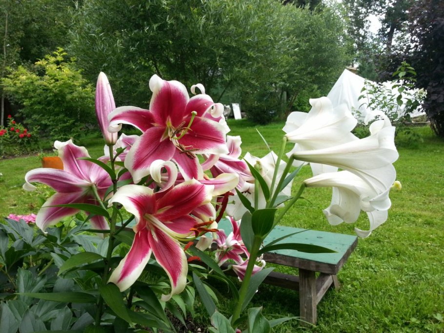 Канна Садовая красная высокорослая