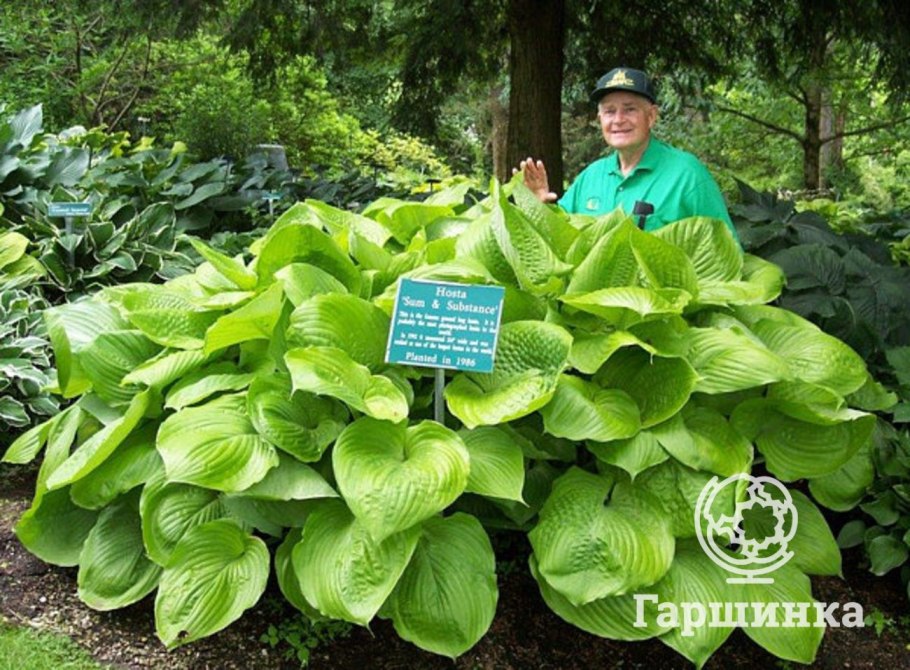 Гуннера рукавчатая