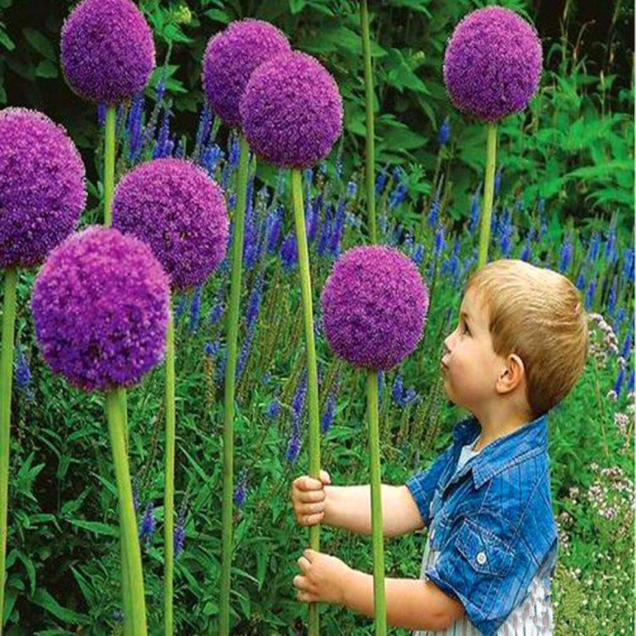 Лилия эмейзинг Грейс