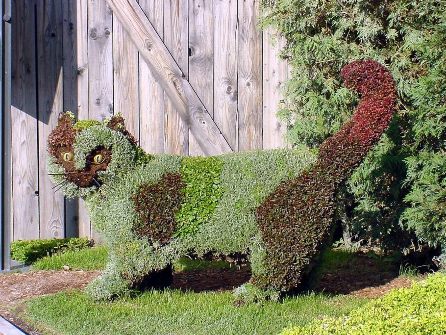 Хоста Empress Wu