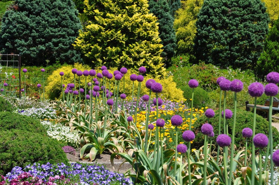 Аморфофаллус цветок жизненный цикл