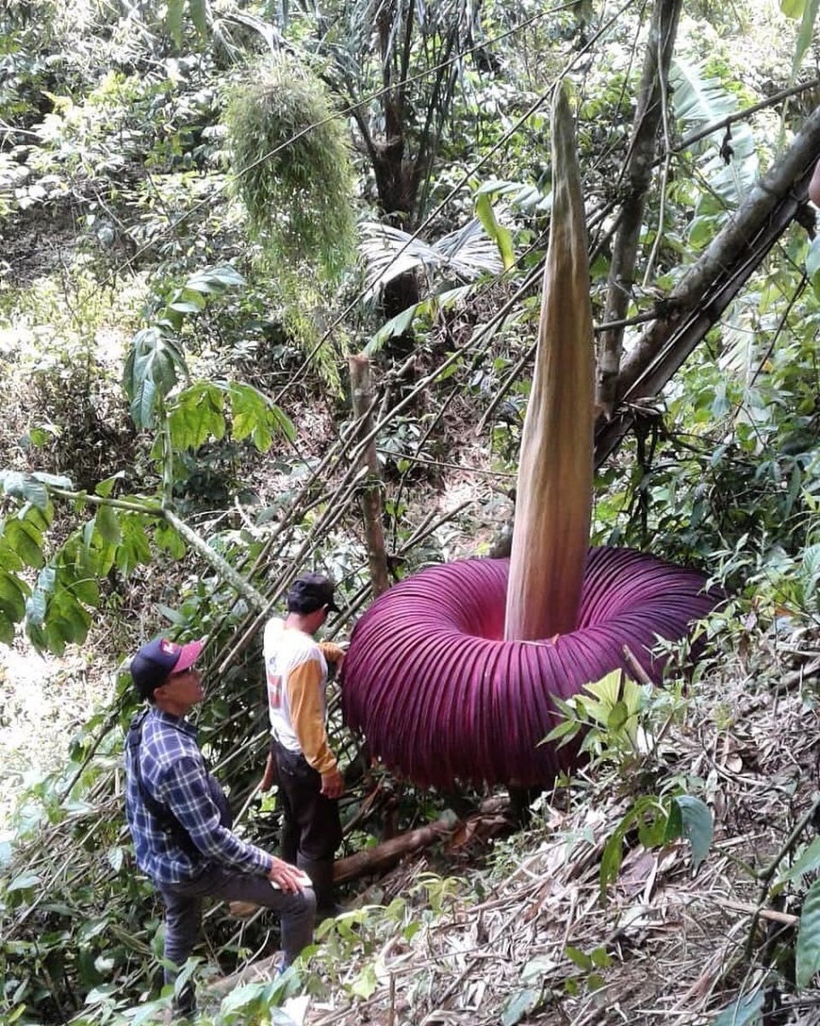 Аллиум (Allium) giganteum