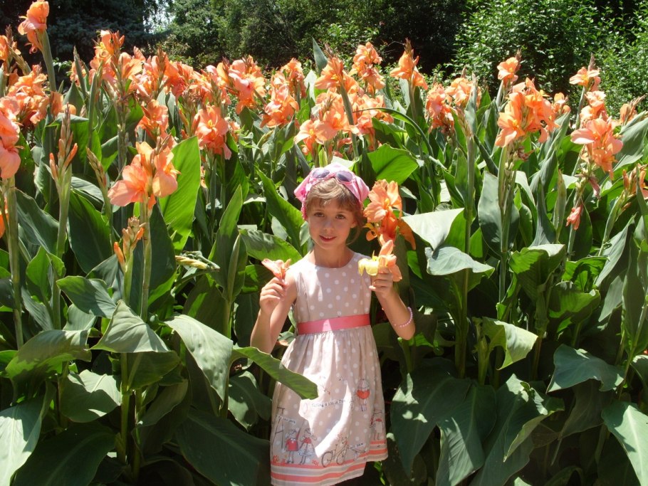 Подсолнечник Exhibition giant