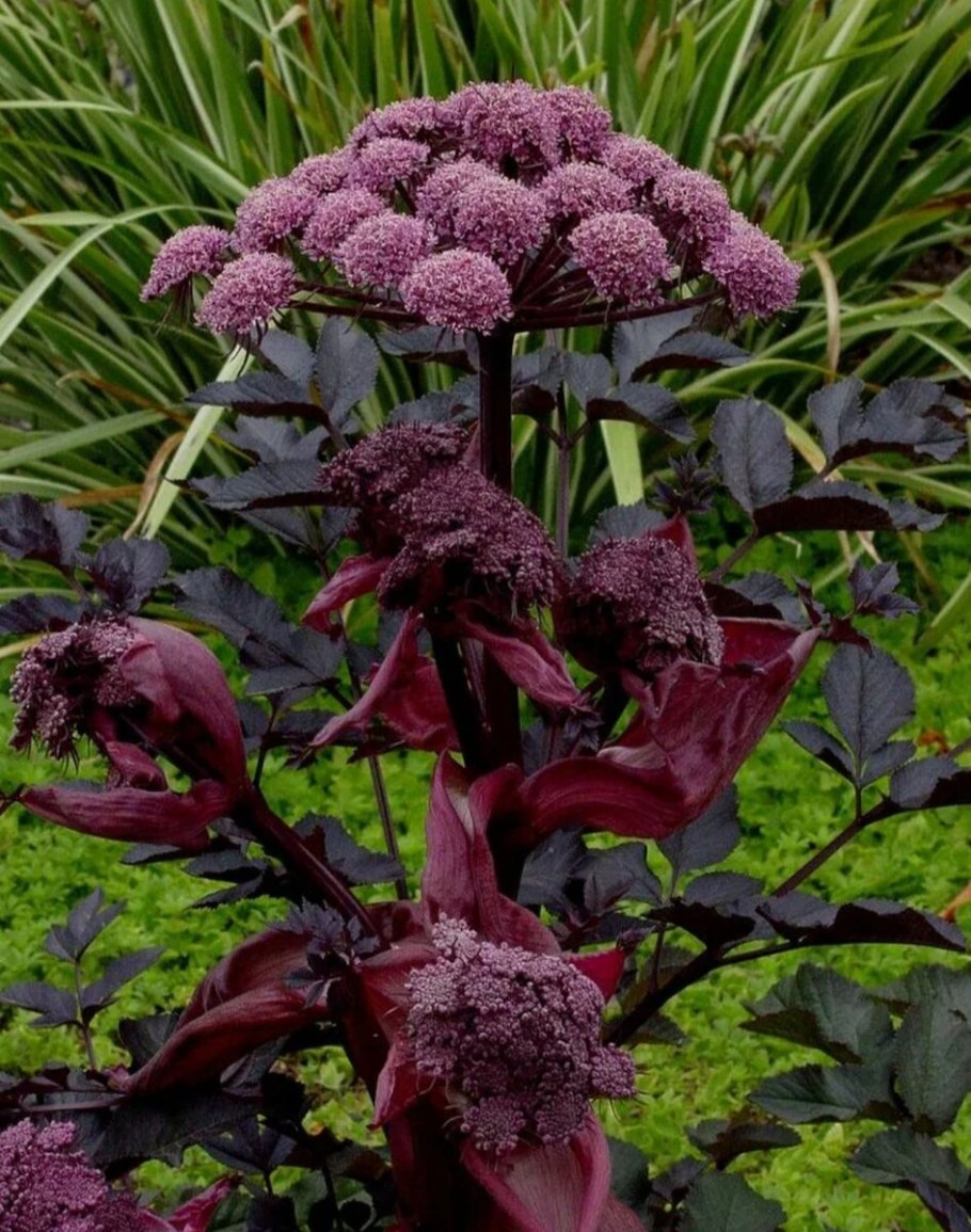 Гигантская Лилия кардиокринум